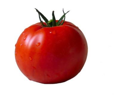 Tomato